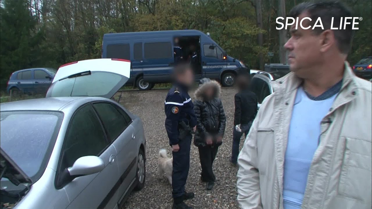 Scandale ! Escroquerie massive de voitures en France