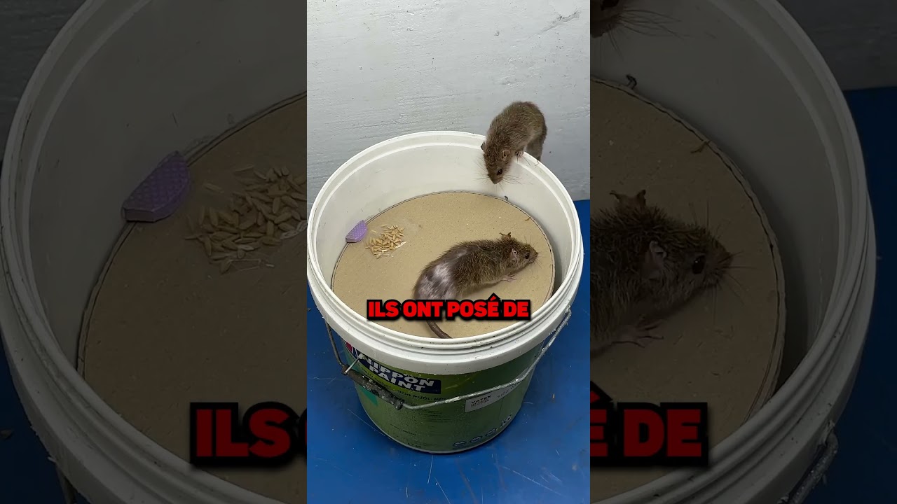 LE MEILLEUR PIÈGE A SOURIS DE TOUS LES TEMPS! @mousetrapeasy.)